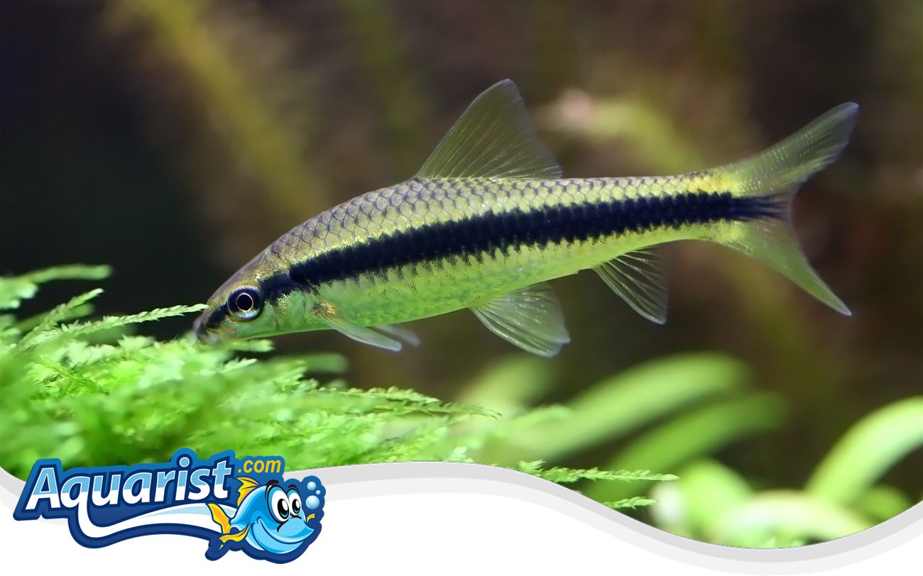 Siamese Algae Eater – Crossocheilus oblongus Siamese Algae Eater (Crossocheilus oblongus) in a freshwater aquarium