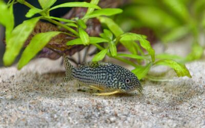 Sterbai Cory