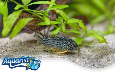 Sterbai Cory