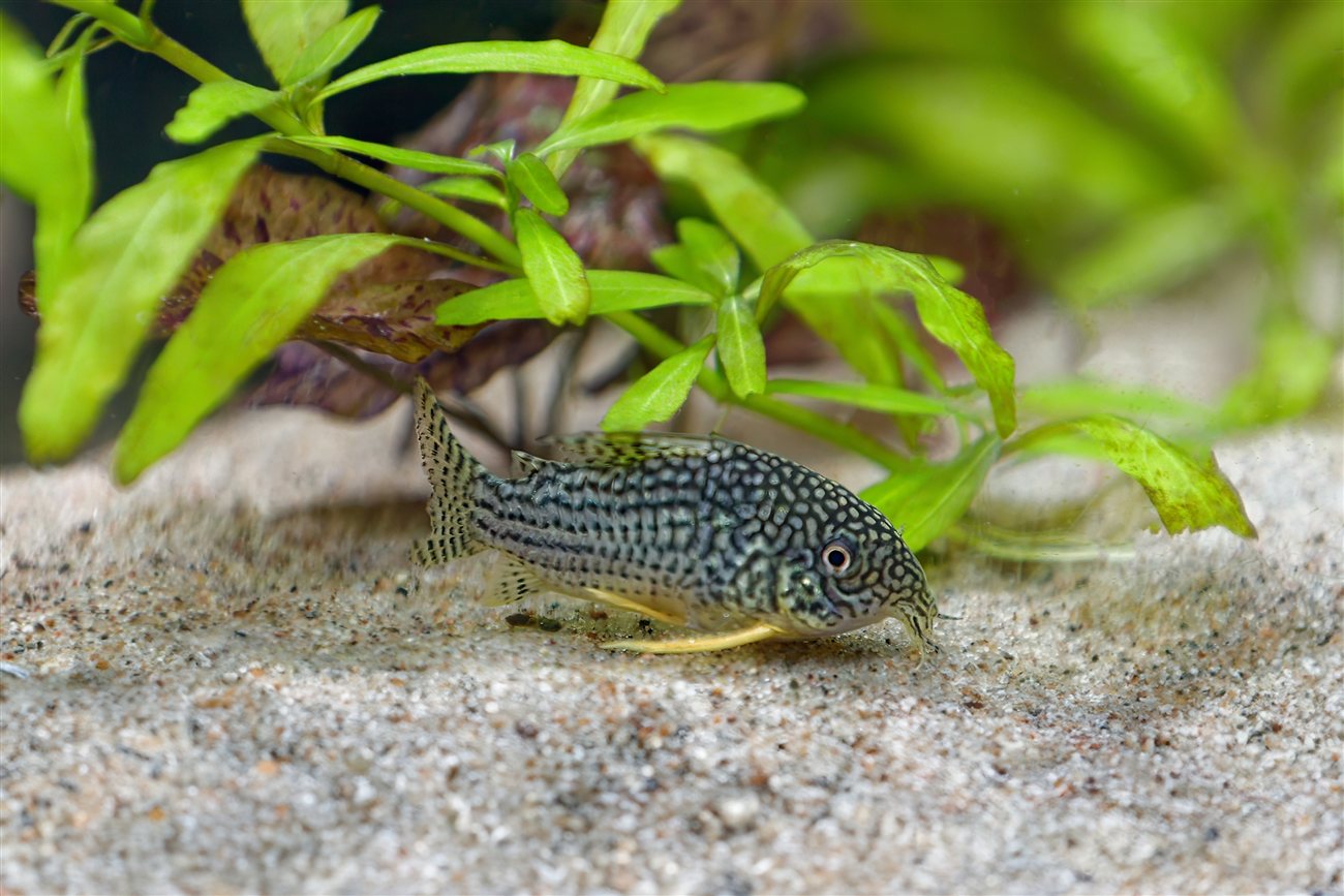 Sterbai Cory (Corydoras sterbai) in a freshwater aquarium