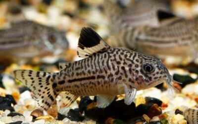 Three Stripe Cory