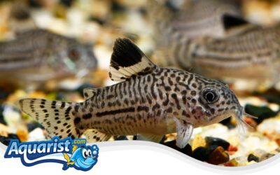 Three Stripe Cory