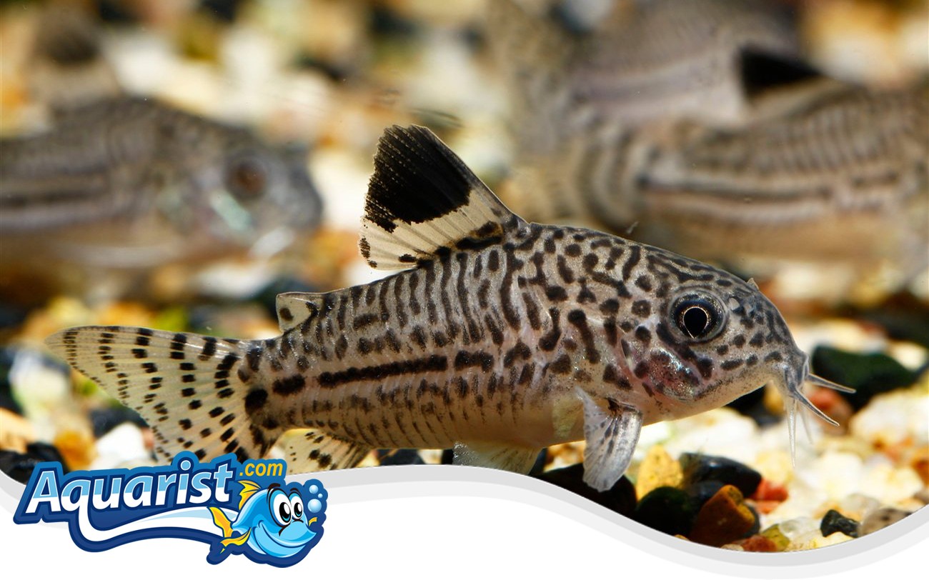 Three Stripe Cory (Corydoras trilineatus) in a freshwater aquarium