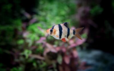 Tiger Barb