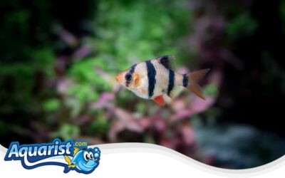 Tiger Barb