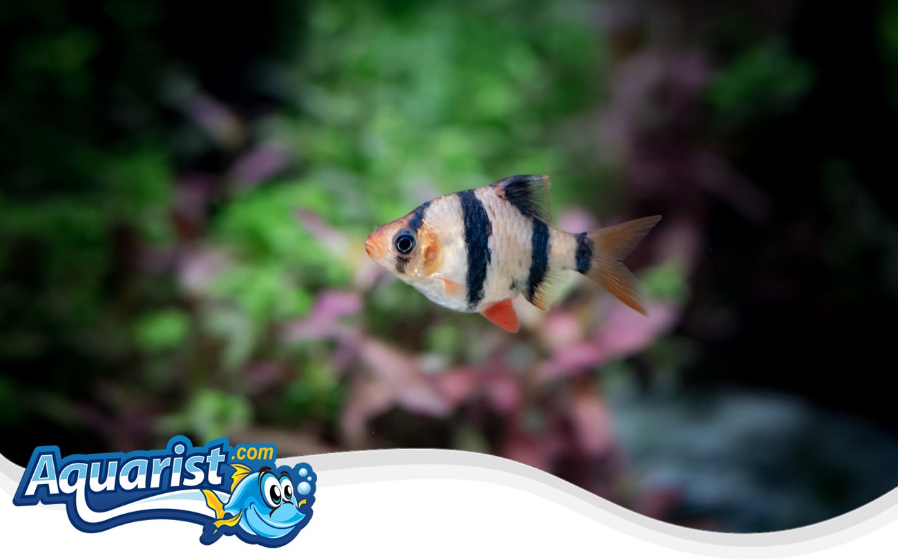Tiger Barb – Puntigrus tetrazona Tiger Barb (Puntigrus tetrazona) in a freshwater aquarium