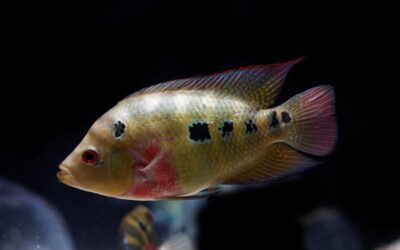 Trimac Cichlid