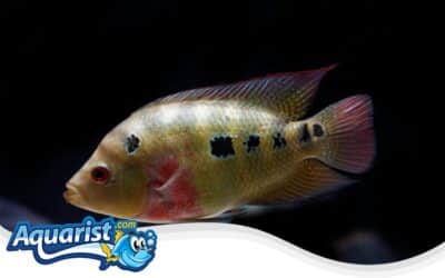 Trimac Cichlid