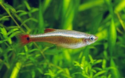 White Cloud Mountain Minnow