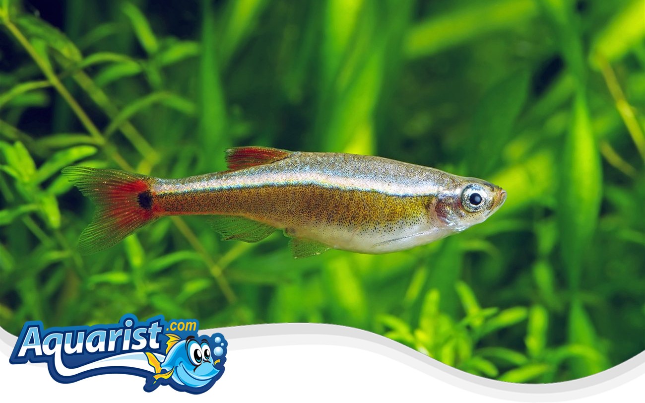 White Cloud Mountain Minnow – Tanichthys albonubes White Cloud Mountain Minnow (Tanichthys albonubes) in a freshwater aquarium