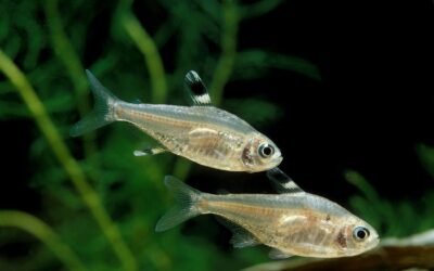 X-Ray Tetra