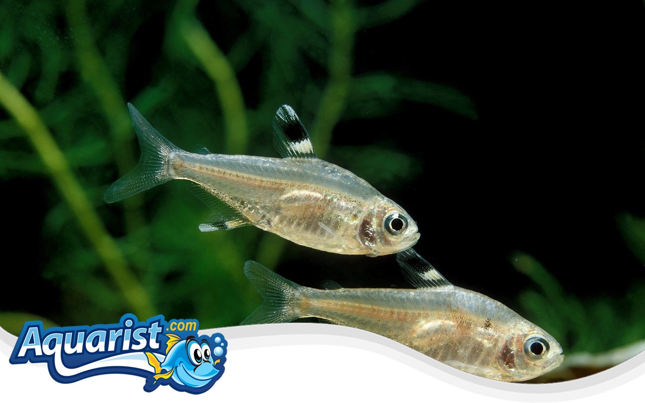 X-Ray Tetra – Pristella maxillaris X-Ray Tetra (Pristella maxillaris) in a freshwater aquarium