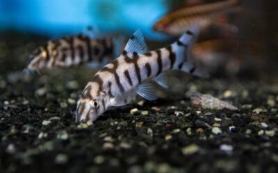 Yoyo Loach