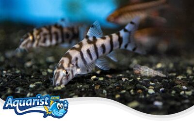 Yoyo Loach