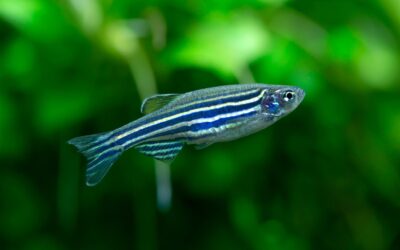 Zebra Danio