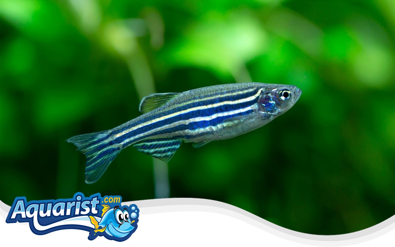 Zebra Danio – Danio rerio Zebra Danio (Danio rerio) in a freshwater aquarium