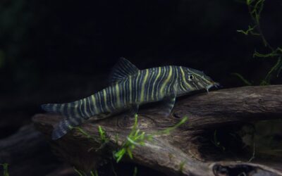 Zebra Loach