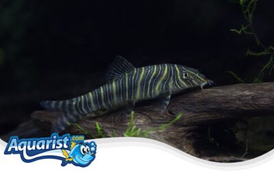 Zebra Loach