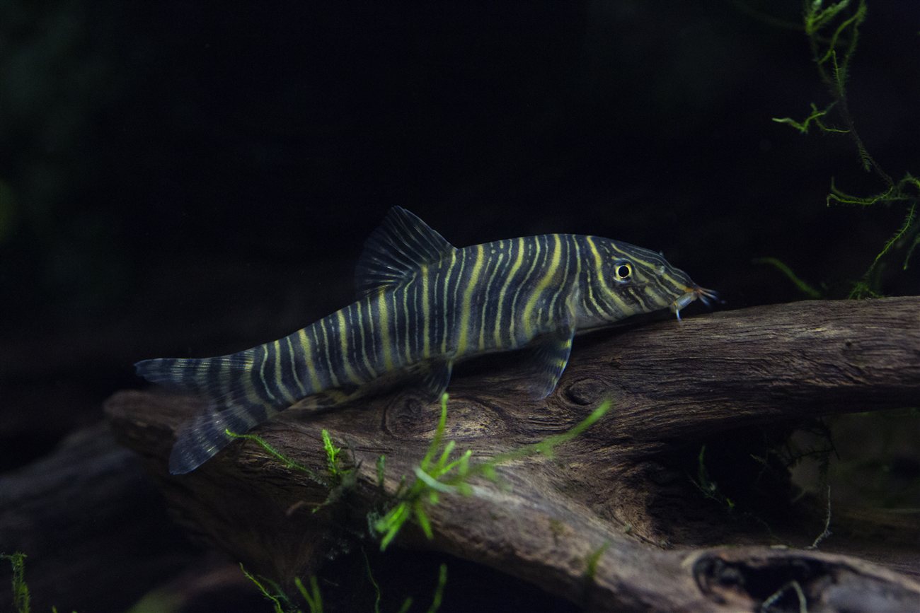 Zebra Loach – Botia striata Zebra Loach (Botia striata) in a freshwater aquarium